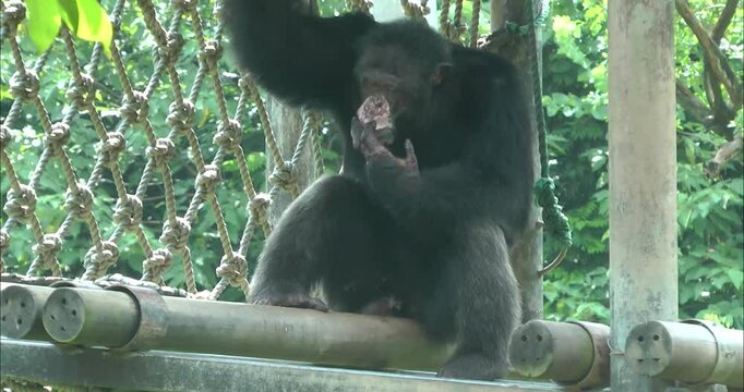 A chimpanzee sitting and thinking