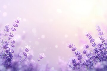 Fototapeta premium Delicate lavender blossoms in soft pastel hues.