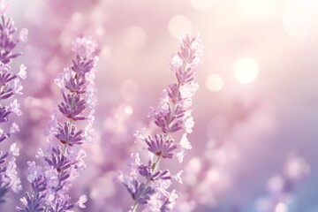 Obraz premium Soft focus lavender blossoms in pastel light.