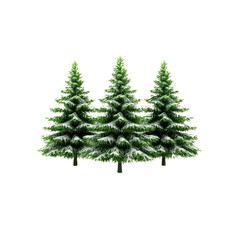 Fototapeta premium Three Snow-Covered Evergreen Trees in Winter Wonderland