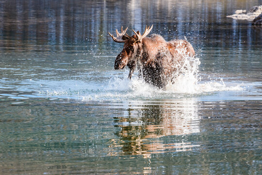 Male moose in a river, Jasper National Park, Canada