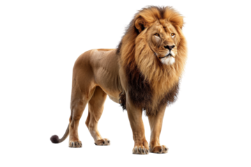 Leo Symbolism Isolated On White Background.