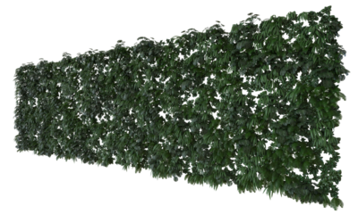 Phytowall, Lush Green Living Fence, Vertical gardening from climbing plants perspective view png on a transparent background premium realistic cutout