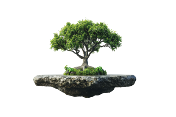 Magnetic Levitation Bonsai Isolated On White Background.
