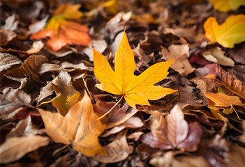 Maple leaves cover the ground, marking the arrival of autumn with vibrant colors and cool air.
