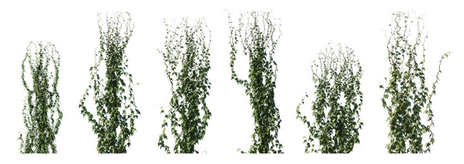 Climbing creeper ivy plant isolated png on a transparent background premium cutout. Creepers...