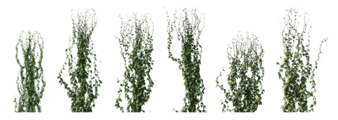 Climbing creeper ivy plant isolated png on a transparent background premium cutout. Creepers branches with ivy leaves, lush climbing plants