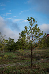 Obraz premium tree and sky