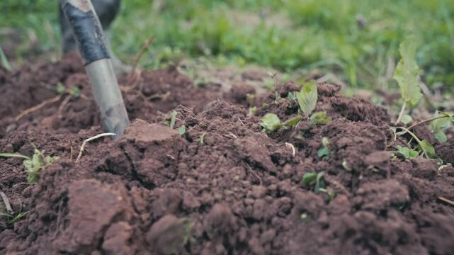 Closeup of farmer digging soil with shovel. Preparing soil for organic vegetable cultivation. Work in a home vegetable garden.