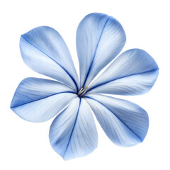 Elegant Blue and White Flower Vector Illustration, Realistic Petal Texture Design for Sublimation, Spring Floral Decor, Wedding Invitation Graphics, Botanical Clipart, Transparent PNG Artwork 