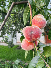 Close up of ripe peaches on a tree. Local farning concept. Backyard garden with fruit trees