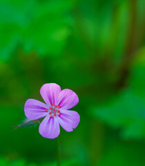 Fototapeta premium Beautiful close-up of geranium robertianum