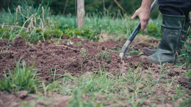 Farmer digging soil with shovel. Preparing soil for organic vegetable cultivation.