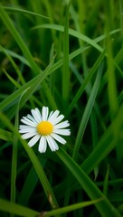 green grass that started to grow in spring, grass	