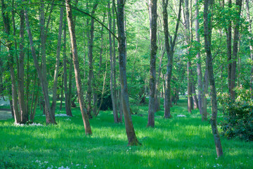 Nice walk in a park in spring, Belgium