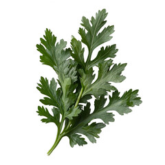 Sprig of Fresh Green Mugwort Leaves on Dark Background, Culinary Herb