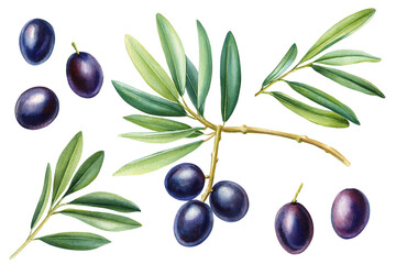 Watercolor olive branch with green leaves and black olives isolated botanical illustration food nature clipart