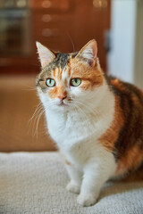 Calico Cat Portrait Green Eyes
