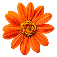 Mexican Sunflower png