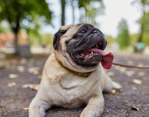 Happy Pug Dog Panting Outdoors