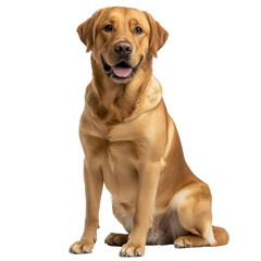 Portrait of a Golden Labrador Retriever Dog Sitting on transparent background