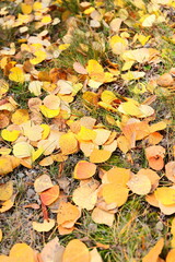 Quaking aspen (Populus tremuloides) golden-yellow-orange-reddish fallen autumn leaves, on Medicine Lake basin north bank. Jasper NP-Alberta-Canada-169