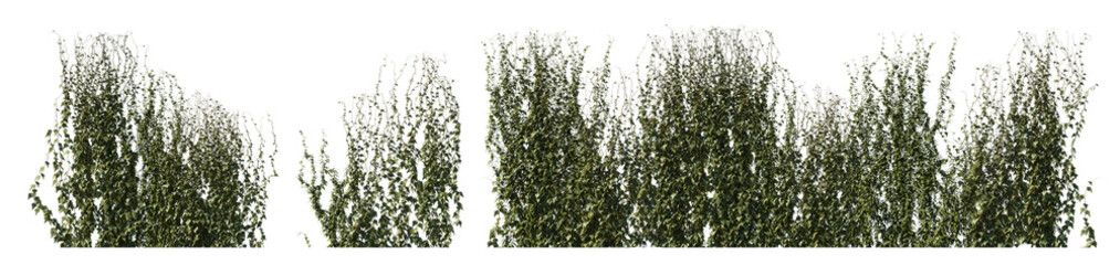 Climbing creeper ivy plant isolated png on a transparent background premium cutout. Creepers...