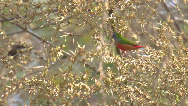 Pin-tailed Parrotfinch (Erythrura prasina) birdwatching in the forest.	