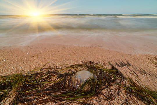 Seaweed and Surfgrass on the Beach