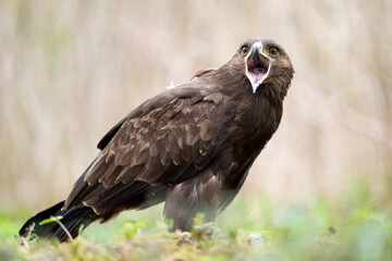 Greater spotted eagle (Clanga clanga) shouting, beak wide open