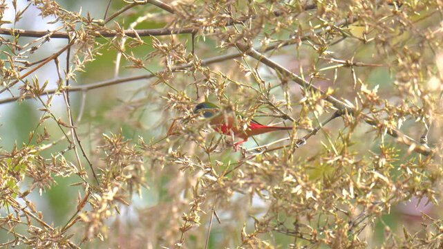 Pin-tailed Parrotfinch (Erythrura prasina) birdwatching in the forest.	