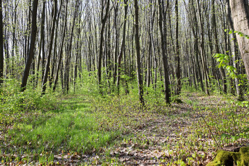 The forest looks bright and airy, with a palpable sense of nature awakening after winter. A path or road is barely visible among the forest floor, leading deeper into the woods.