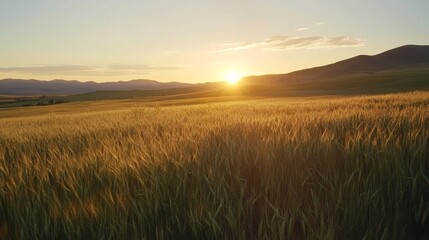 Natural sunburst light effect shining over a vast wheat field during golden hour,