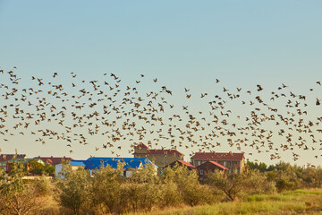 Flock of Starlings Over Village