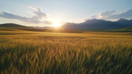 Natural sunburst light effect shining over a vast wheat field during golden hour,
