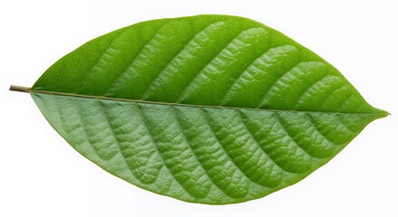 Obraz premium Isolated Green Leaf Close-up with Detailed Veins on White