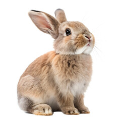 Fototapeta premium Cute Light Brown Rabbit Sitting Transparent Background