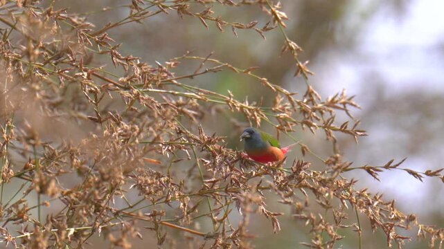 Pin-tailed Parrotfinch (Erythrura prasina) birdwatching in the forest.	