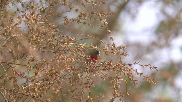 Pin-tailed Parrotfinch (Erythrura prasina) birdwatching in the forest.	