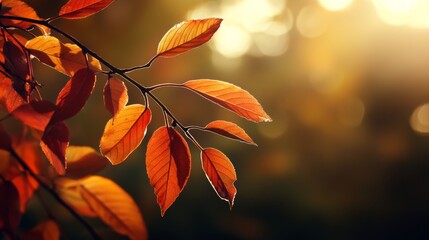Warm bokeh sunlight blending with rich autumn foliage, creating a dreamy seasonal overlay,