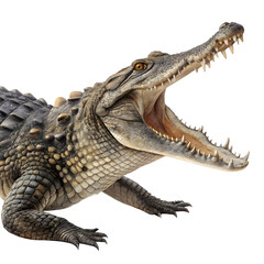 Fototapeta premium Crocodile Open Mouth Isolated - Reptile Predator Image