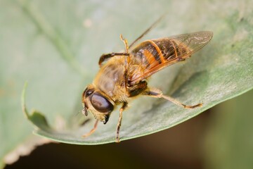common drone fly on a leaf