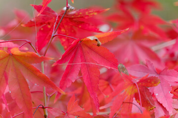 真っ赤に色づいたイロハモミジ