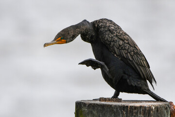Strike a pose. A St. Simons Island Cormorant stands on one foot. 