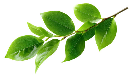 Fototapeta premium A vibrant green branch featuring fresh, glossy leaves, perfect for nature-themed designs or environmental concepts, symbolizing growth and vitality.