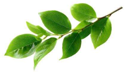 A vibrant green branch featuring fresh, glossy leaves, perfect for nature-themed designs or environmental concepts, symbolizing growth and vitality.