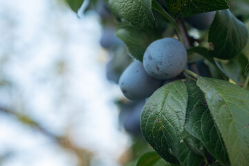 Juicy blue plums hanging from branches in early autumn sunlight at a tranquil orchard