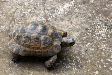 Tortoise walking on rough stone surface