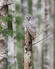 Ural owl in the forest sitting on a tree trunk, hunting
