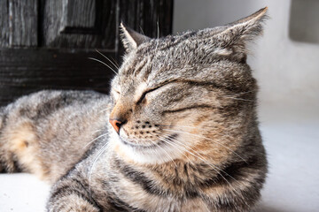 Relaxed brown tabby cat enjoys sunbeam indoors